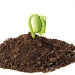 new-sprout-in-dirt